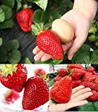 RIESENERDBEEREN - Die größte Erdbeere der Welt "Giant" - ca. 50 Samen