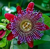 Riesengranadilla, Passionsblume 5 Samen - Passiflora quadrangularis