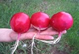 Riesenradieschen - Radieschen Dunkelroter Riese - 200 Samen