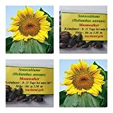 Riesensonnenblumen- 30 Samen der Sorte Moonwalker -Höhe : bis zu 3,50 m !!!