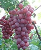 Riesige süße Weinrebe 5 Samen Trauben Rebe (Grape Red Globe)