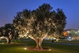 Riesiger Hochstamm Olivenbaum Olea europaea Frosthart bis -10 Grad Gesamthöhe ca.230-240 cm. Davon Stammhöhe ca. 100 cm. Frisch aus der ...