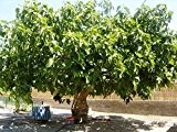 Riesiger Winterharter Feigenbaum Ficus carica Brown Turkey mit eßbaren Früchten 1 Baum in 220 cm Höhe
