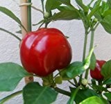 Rießen Kirschchili Rot 10 Samen (Large Red Cherry)