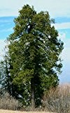 Rießen Pindrow-Tanne (Abies pindrow) 25 Samen '''Über 55 Meter Hoch'''