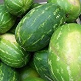 Rießen Wassermelone 10 Korn (Rar) >>>Fruchtgewicht von 12 bis 16 kg