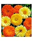 Ringelblume - Calendula Beauty Mix - Calendula officinalis - 60 Samen