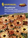 Ringelblume 'Touch of Red Buff'