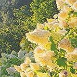 Rispenhortensie Grandiflora - 5 sträucher