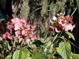 Rispenhortensie 'Mega Mindy'® - Hydrangea paniculata 'Mega Mindy'® - Blütengehölz