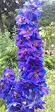 Rittersporn blau - violett 15 Samen Delphinieae / Ranunculaceae