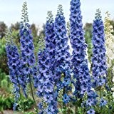 Rittersporn "Waldenburg" - Delphinium elatum "Waldenburg" - dunkelblau blühende Gartenstaude im 11 cm Topf - frisch aus der Gärtnerei - ...