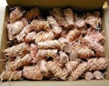 Ritz Bio Anzünder 500 Stück Holzwolle Wachs