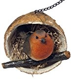 Robin in einer Kokosnuss Vogeltränke zum Aufhängen