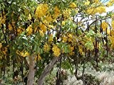 Röhren-Kassie Cassia fistula Indischer Goldregen Pflanze 10cm tolle gelbe Blüten