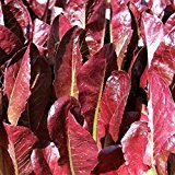Romana-Salat - Red Cimarron (200 Samen)
