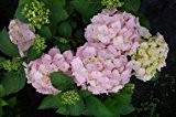 Rosa Bauernhortensie - Hydrangea macrophylla - Blütengehölz