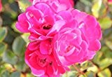 Rosa Fairy Red 92 (Rose Fairy Red 92) 60-80cm / 60cm-Halbstamm (Rosen, Bodendeckerrosen)