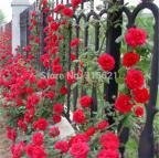 Rosa, Kletterpflanzen, Polyantha Rose, Chinese Blumensamen, Kletterrosen Samen, 200 PC / bag