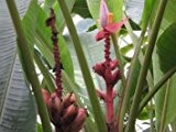 Rosa/Pinke Zwergbanane (Kenia-Banane) 10 Samen "Musa velutina"