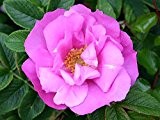 Rosa rugosa "Foxi Pavement - Rosa rugosa Foxi" - (wurzelnackte Pflanze)