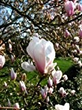 rosa weiß blühende Tulpenmagnolie Magnolia soulangiana 40 - 60 cm hoch im 3 Liter Pflanzcontainer