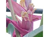 Rosa Zwergbanane (pink velvit-Banane) - Musa velutina - 10 Samen