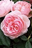 Rose Heritage® (im grossen Container) - Kräftig entwickelte Pflanze im 6lt-Topf