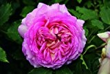 Rose Jubilee Celebration® (im grossen Container) - kräftige Pflanze im 6lt.-Container
