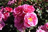 Rose Roseasy® Aramis (im grossen Container) - Kräftig entwickelte Pflanze im 6lt-Topf