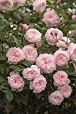 Rose The Albrighton Rambler (im grossen Container) - Kräftig entwickelte Pflanze im 6lt-Topf