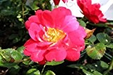 Rose The Fairy Red® - rote Bodendeckerrose - Kräftige, buschige Pflanze im 1,3lt Container