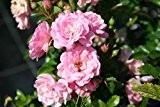 Rose The Fairy - rosa Bodendeckerrose - Kräftige, buschige Pflanze im 1,3lt Container