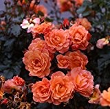 Rose Westerland ® Strauchrose mit ADR Auszeichnung Blüten-Farbe Orange-Gelb ✿ Winterharte Blume mit starkem Duft & ganzjähriger Pflanzzeit vom Testsieger ...