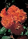 Rose Westerland ® Strauchrose mit ADR Auszeichnung Blüten-Farbe Orange-Gelb ✿ Winterharte Blume mit starkem Duft & Pflanzzeit Oktober bis April ...