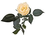ROSEMARIE SCHULZ® 1 Ewige Rose in Champagner Beige, haltbar 2-3 Jahre konservierte Rose die eine Ewigkeit blüht