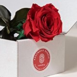 ROSEMARIE SCHULZ® 1 Ewige Rose in Rot, haltbar 2-3 Jahre konservierte Rose die eine Ewigkeit blüht Valentinstag spezial