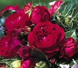 Rosen-Hochstamm 'Red Eden Rose' -R- A-Qualität Wurzelware
