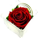 Rosen-te-amo Konservierte Rose - Blumen-Gesteck aus ECHTE Blumen in der Vase, 1 PREMIUM haltbare-Rose in Rot - unser EXKLUSIVES Blumen-Arrangement ...