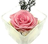 Rosen-te-amo Konservierte-Rosen - Blumen-Gesteck aus ECHTE Blumen in der Vase, 1 PREMIUM haltbare-Rose in Rosa - unser EXKLUSIVES Blumen-Arrangement sind ...