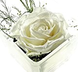 Rosen-te-amo Konservierte-Rosen - Blumen-Gesteck aus ECHTE Blumen in der Vase, 1 PREMIUM haltbare-Rose in Weiß- unser EXKLUSIVES Blumen-Arrangement sind lange ...