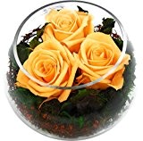 Rosen-te-amo Konservierte Rosen - ECHTE Blumen-Gesteck - Blumen-Strauß in der Vase, aus 3 haltbare-Rosen - unser EXKLUSIVES Blumen-Arrangement sind lange ...
