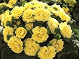 Rosenprimel, Primel/ Primula Belarina Buttercup Yellow, gelb, im Topf 12 cm