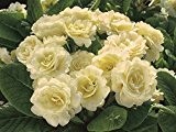 Rosenprimel, Primel/ Primula Belarina Cream, creme-weiß, im Topf 12 cm