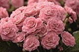 Rosenprimel, Primel/ Primula Belarina Romance, rosa, im Topf 12 cm