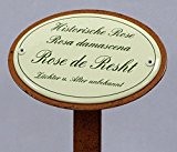Rosenschild Emaille, Historische Rose, Damaszener-Rose, Rose de Resht
