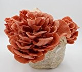 Rosenseitling Pilzzuchtkultur - Pilze selber züchten