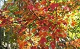 Rot Ahorn - Acer Rubrum - 1 Pkt von 25 samen - Ornamental Baum - Bonsai