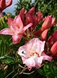 rot rosa blühende Garten Azalee Rhododendron luteum Corneille 50 cm hoch im 5 Liter Pflanzcontainer