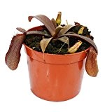 Rotblättrige Kannenpflanze - Nepenthes - 9cm